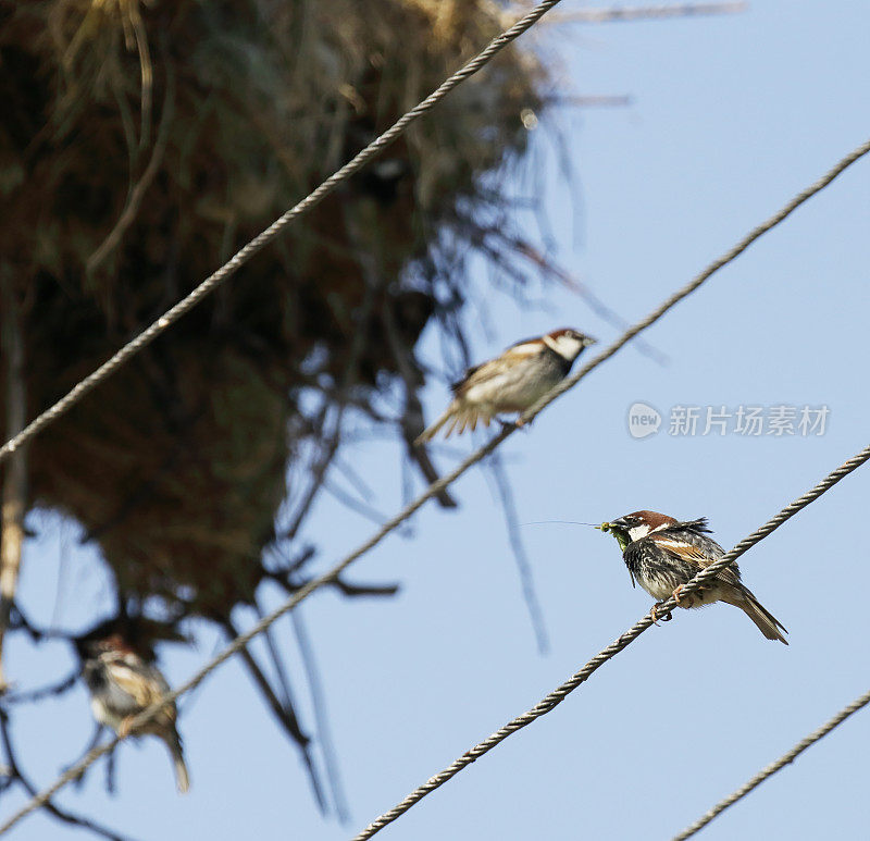 西班牙麻雀(paser hispaniolensis)巢